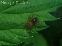 Zakspinnen [Clubionidae]